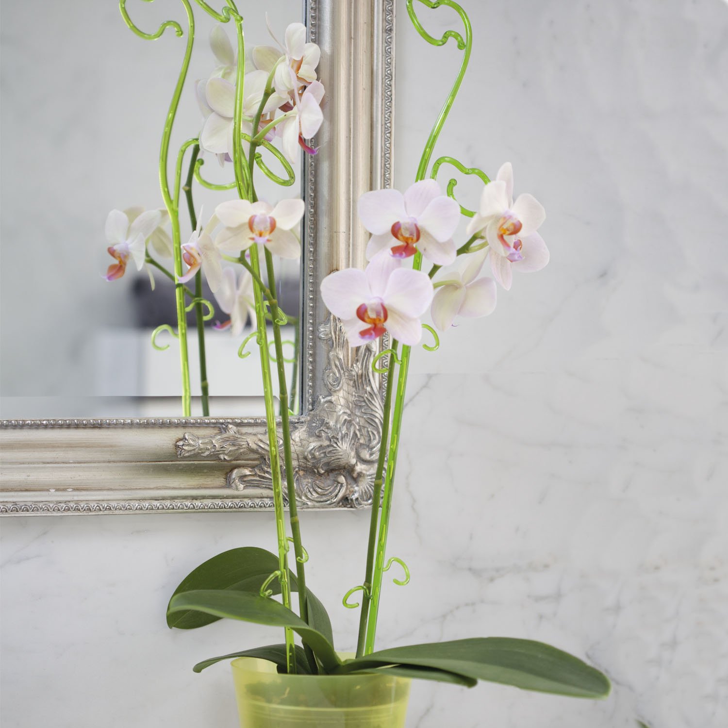 Tymar Bastoni Sostegno Per Orchidee – 58,5 Cm, Pacco Da 5, Plastica Trasparente