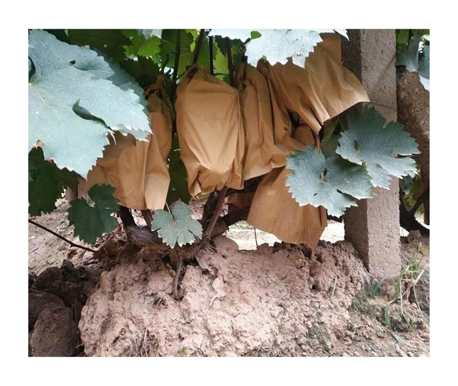 Bolsas Protectoras contra Insectos para Uvas, Bolsas Impermeables de Doble Capa for Cultivo hortalizas, Malla antipájaros for Control plagas agrícolas, 100 Unidades(15cmx18cm)