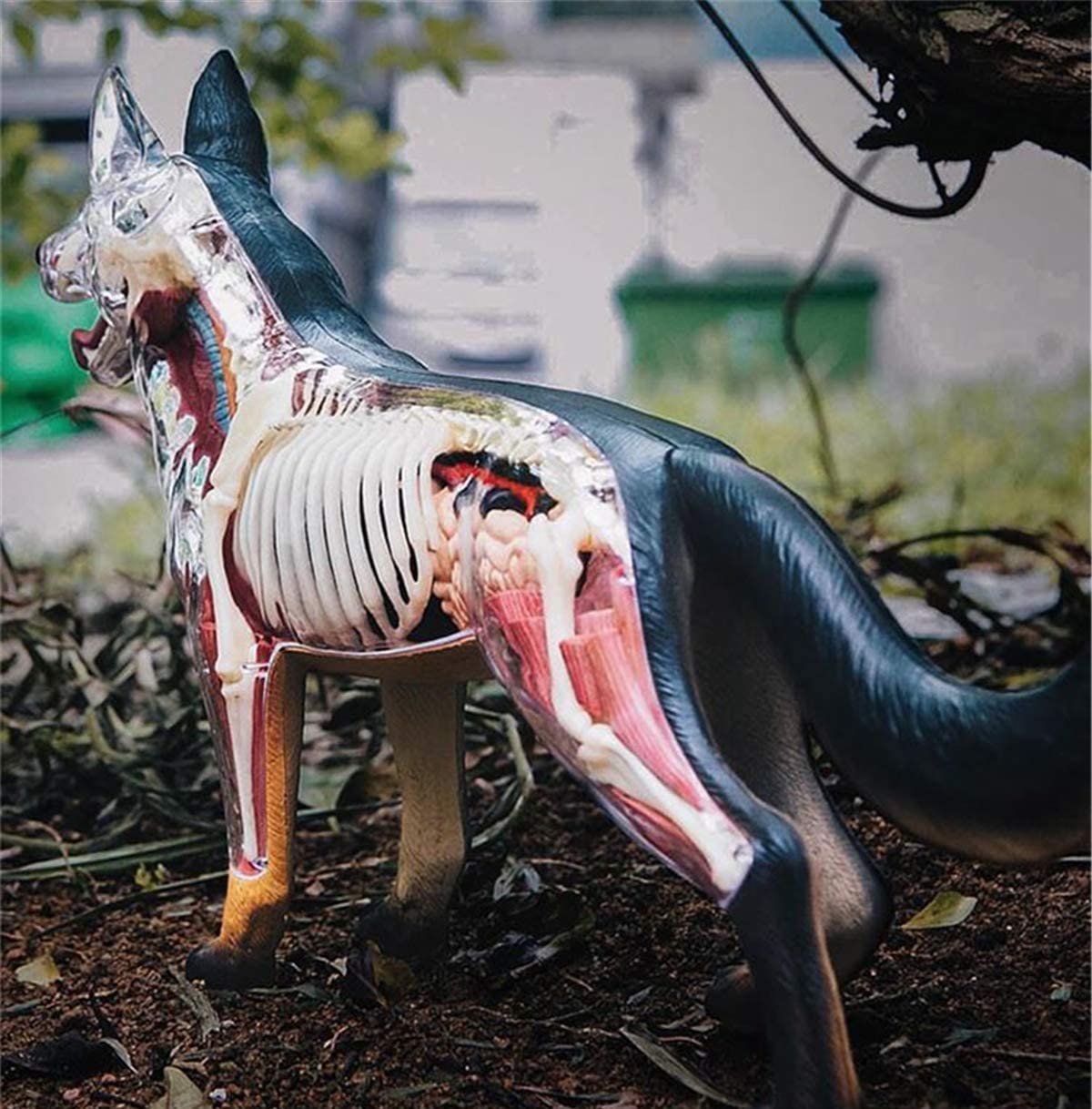 Modello di Anatomia del Cane Lupo Biologia Organo Simulazione Animale Insegnamento Medico Staccabile 29 Parti Modello Anatomico Animale Puzzle Educativo Fai da Te