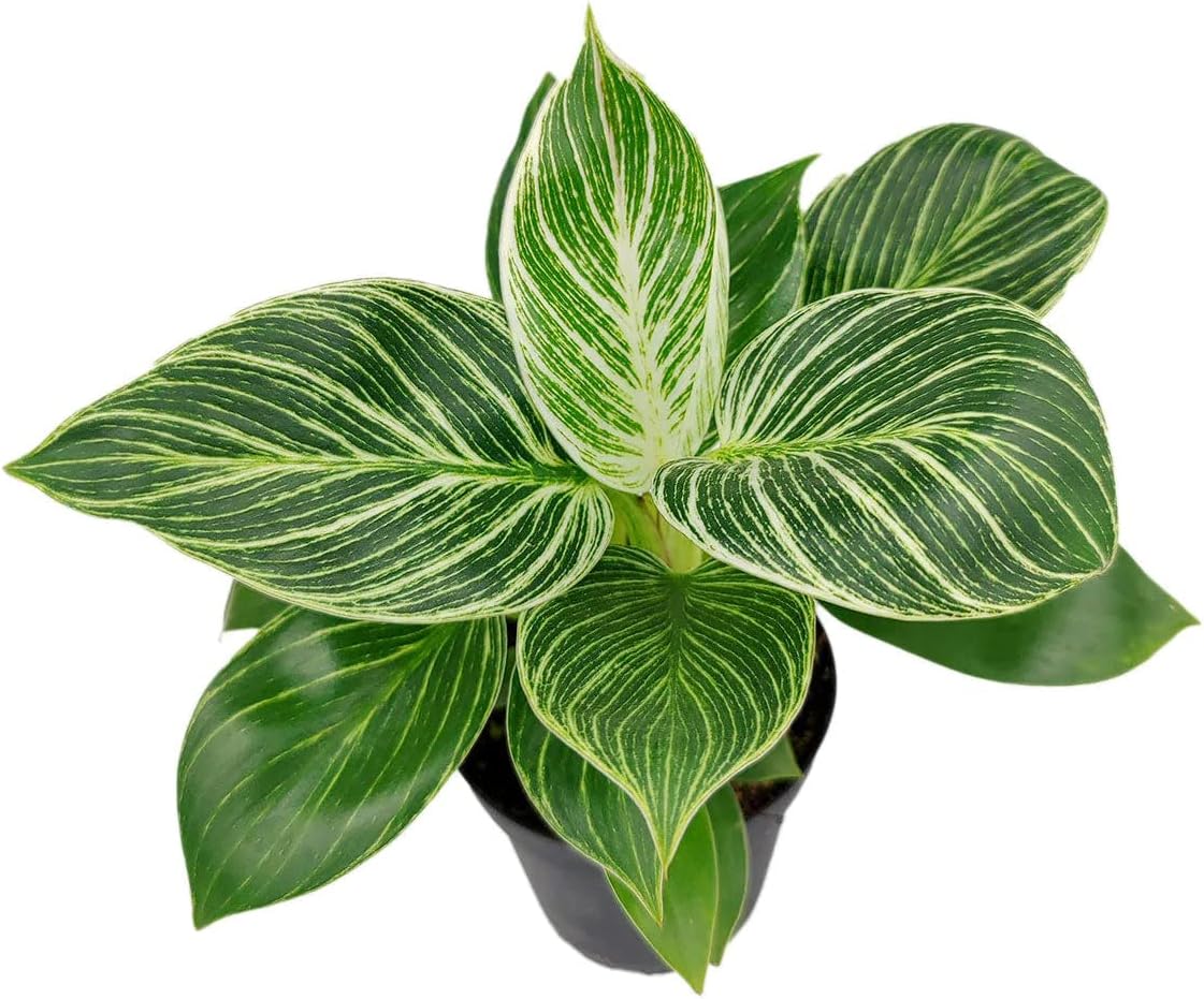 Philodendron Birkin (4" Grower Pot) - Rare Variegated Houseplant - Easy to Grow, Easy to Care Low Light Houseplants - Colorful Foliage Air-Purifying Plant for Delivery