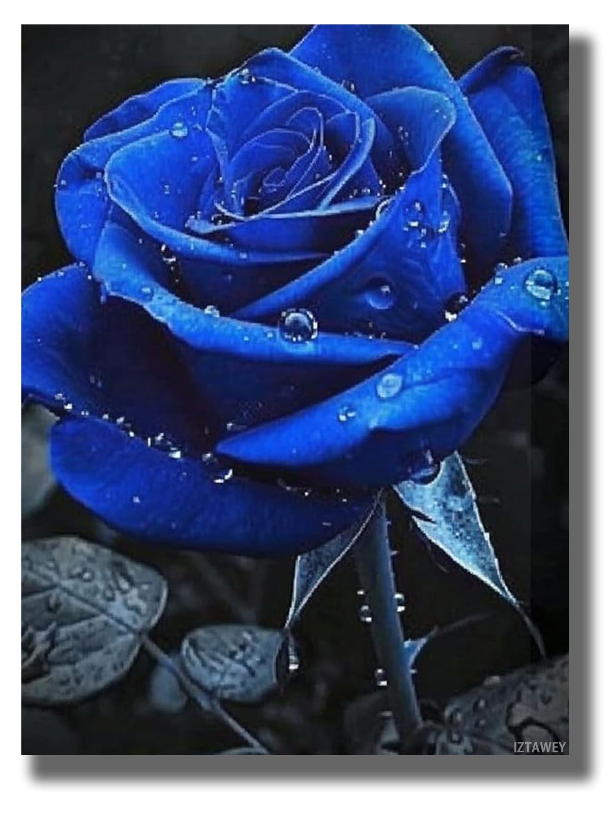 IZTAWEY Floral Picture Painting Prints Royal Blue and Gray Flower Wall Art White and Black Wall Decor Blue Rose Canvas Wall Art, Blue Rose-Style 12x16inch No Frame