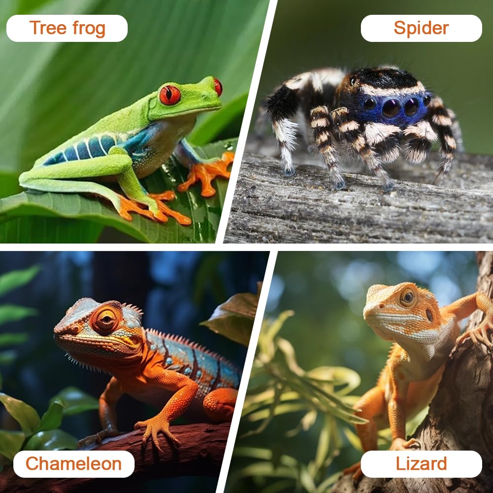 Mangeoire Suspendue pour Reptiles,Gamelle Reptiles avec Bol (1/2 Pièces),pour Lézards,Tortues,Scorpions,Mille-Pattes et Geckos a Crête