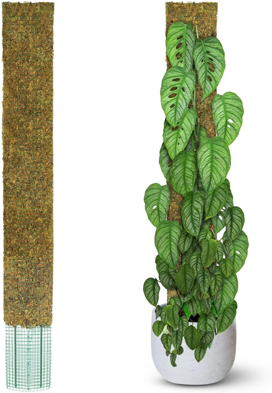 DUSPRO 59’’ Flat Mesh Moss Poles for Climbing Plants Monstera Flat Stacks for Tall Plant with Real Moss Moss Pole for Indoor Plants Plant Stick Support Tall Indoor Plants Support Stakes (1pc., 59'') 1 59" FLAT MOSS POLE