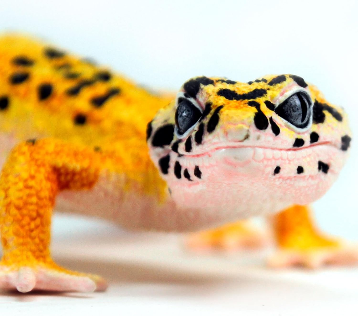 Safari Ltd. Leopard Gecko Figurine - Detailed 7" Plastic Reptile Figure - Educational Toy for Boys, Girls, and Kids Ages 3+