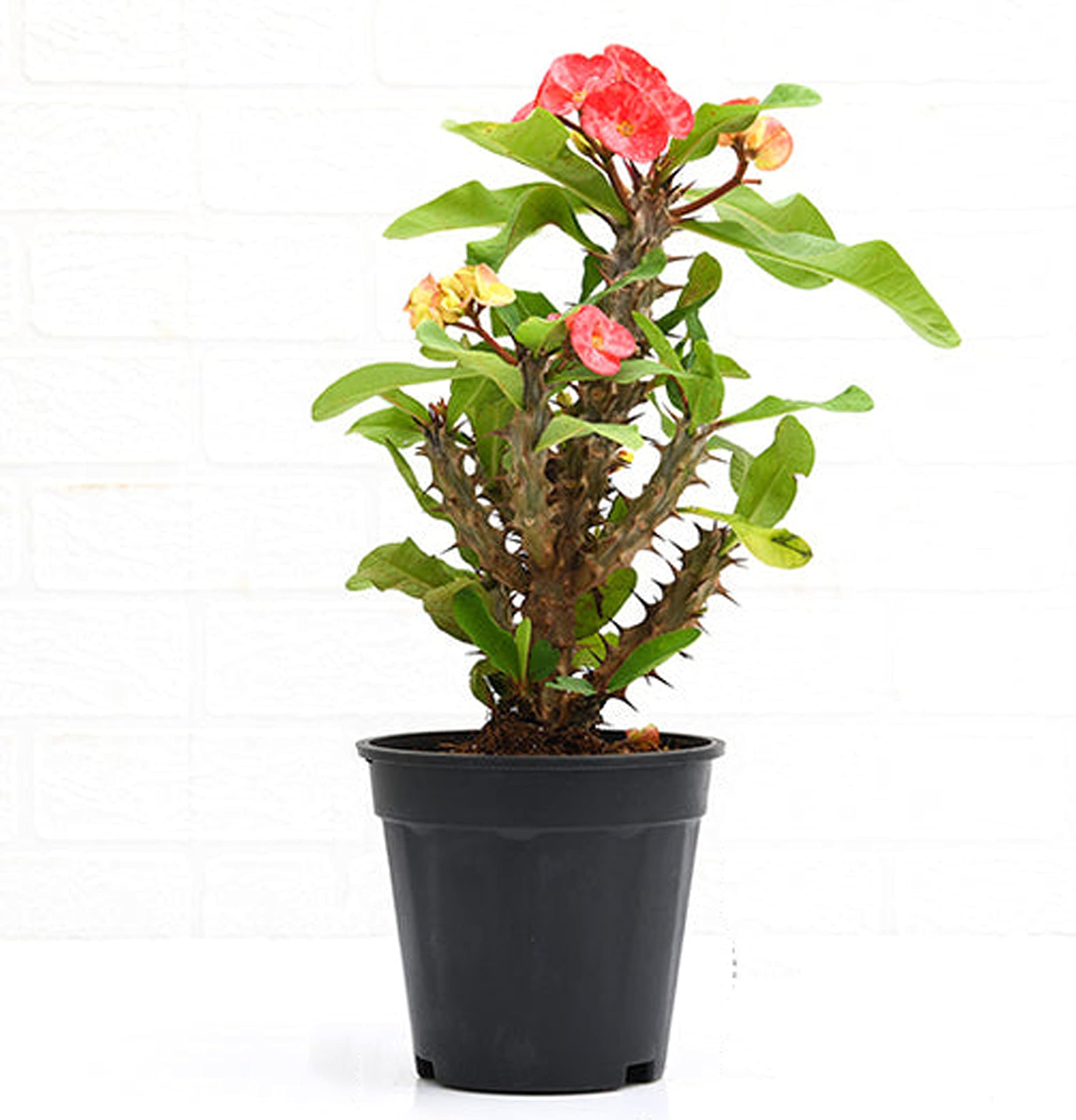 go4plants Euphorbia Milii Crown of Thorns Christ Thorn plant with pot