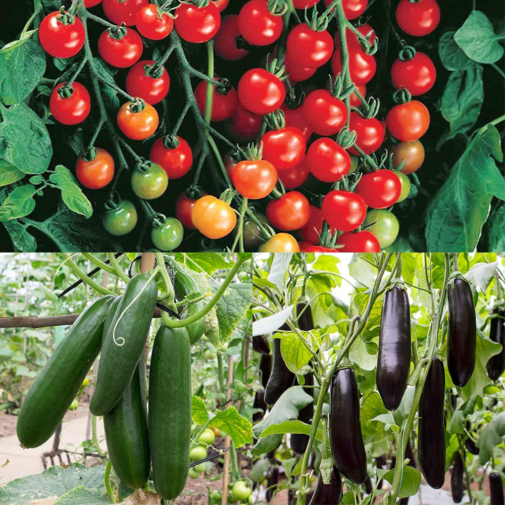 Amazon.co.jp: ITANSE すずなり野菜苗 3品種セット【野菜苗 9cm
