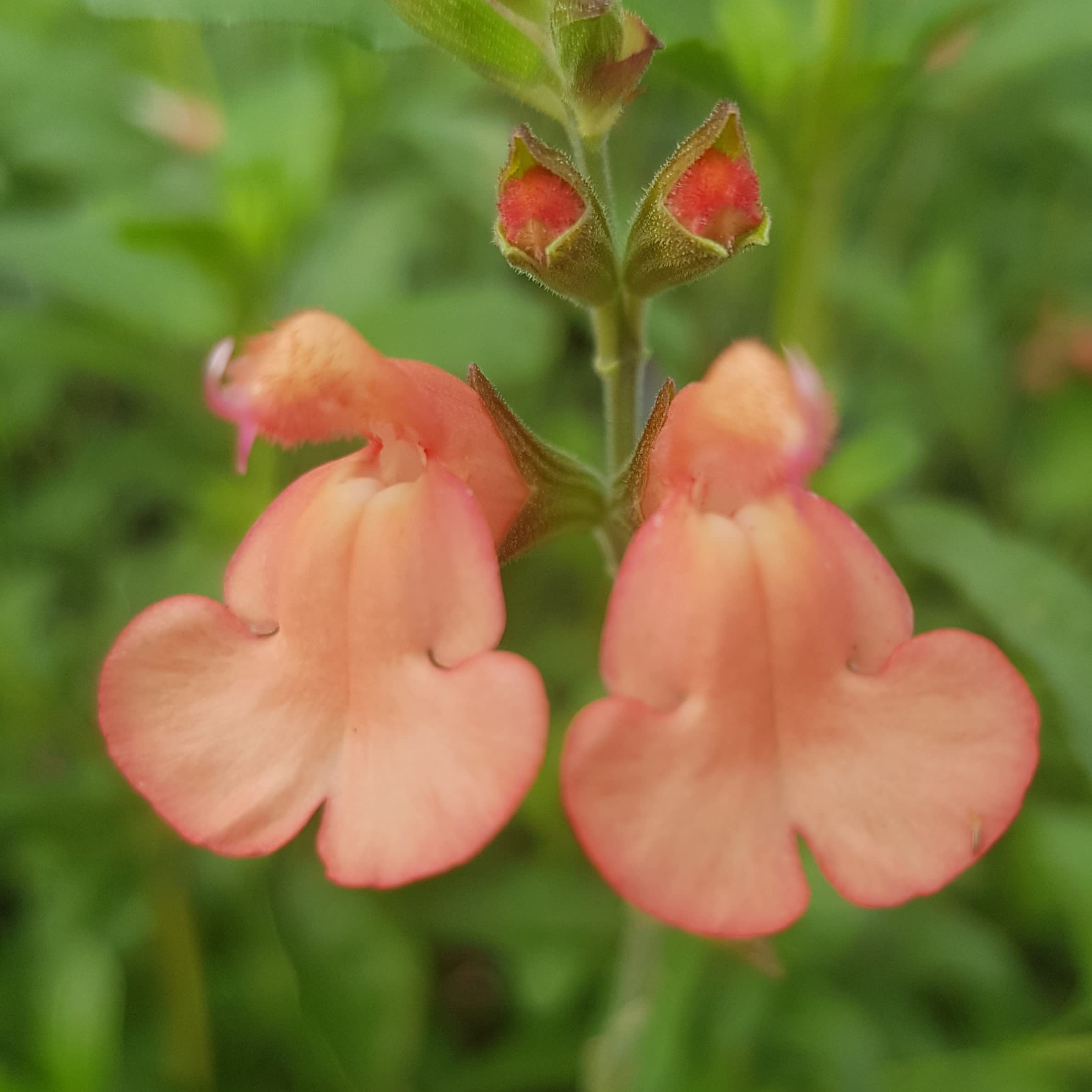 Salvia x jamensis ‘California Sunset'- Salvia That is Ready to Plant Out- Comes Back Every Year (Hardy) - Flowers from Summer to Autumn- Loved by Bees (Middleton Nurseries) (3X P9(9cm Pot))