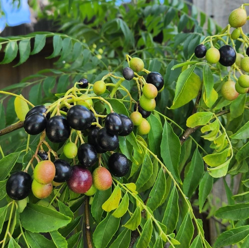 Amazon.com : Indian Kari Patta Curry Leaves Plant Seeds (Murraya Koenigii)  10 Pcs | 100% Naturally Home Grown | Aromatic Natural Herb | Drought  Tolerant : Patio, Lawn & Garden