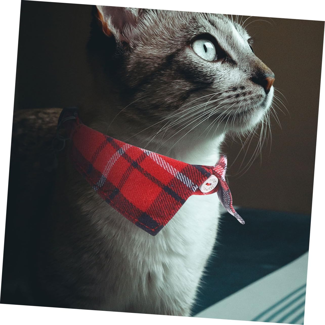 VANZACK 10pièces Collier pour Chat Tartan avec Clochette De Réglables Et Confortables pour Animaux De Compagnie pour Chats Et Petits Chiens