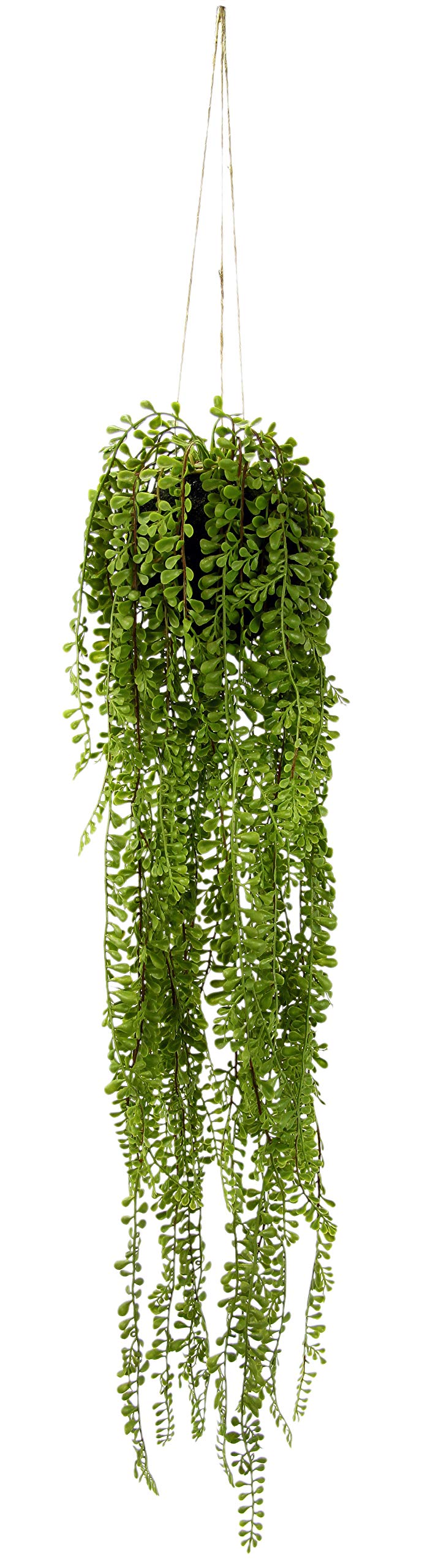 Knstlicher Senecio Hnger in Hngeampel auf Erdballen Grnpflanzen  Kunstpflanze Pflanze Zimmerpflanze Seidenblumen Dekopflanze Deko Grn Erbse  am Band Erbsenpflanze Perlenschnur Busch Strucher : Amazon.de: Kche,  Haushalt & Wohnen