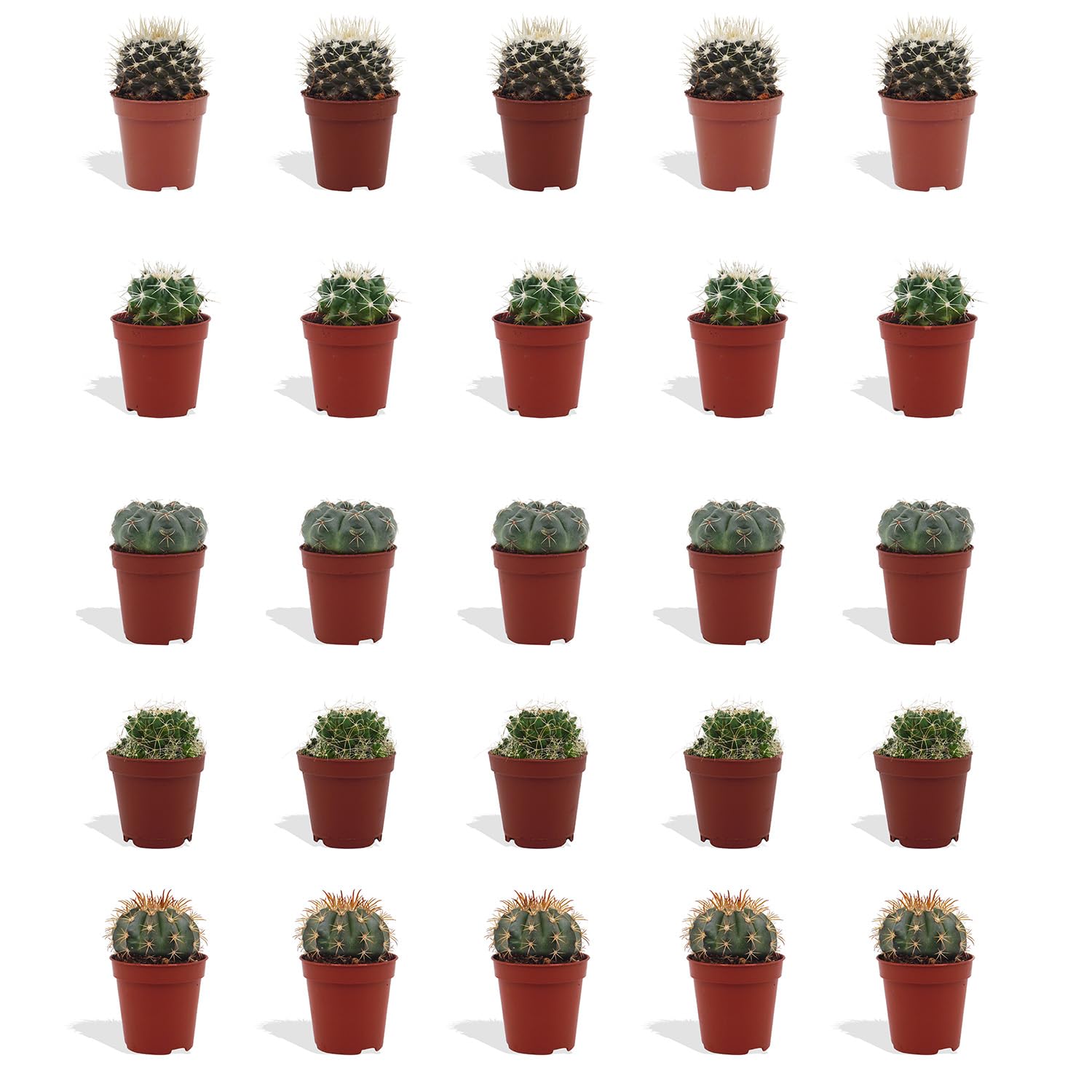 Kugelkaktus Mix 20 Stück Verschiedene Mini-Kakteen - Topf 5,5 cm - Mammillaria Kaktus Kleine Pflanzen Sammlung Pflegeleichte Zimmerpflanzen - Höhe 8-15 cm