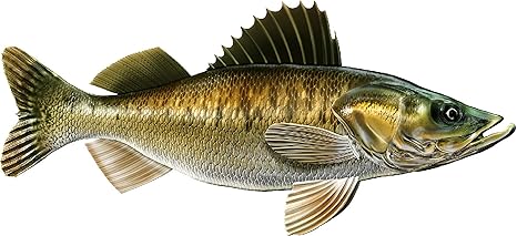 Amazon com: Walleye Beautiful Fish Decal Fishing Decal for Boat Car