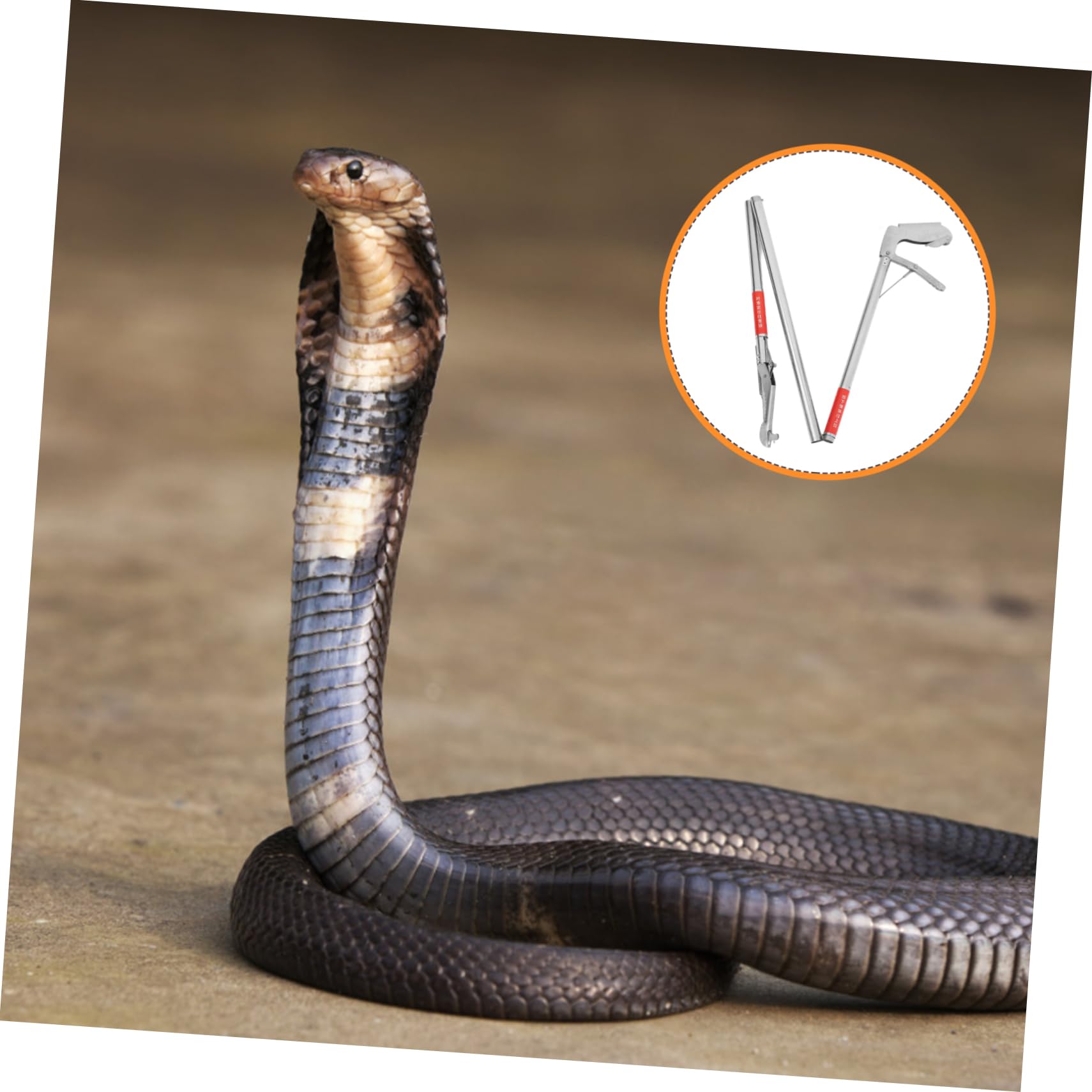 Yardwe 4stücke Faltbare -schlangen Und EEL- Langer Reptiliengreifer Für Sicheres Und Handling Von Schlangen Und Anderen Reptilien Leicht Und Vielseitig Einsetzbar