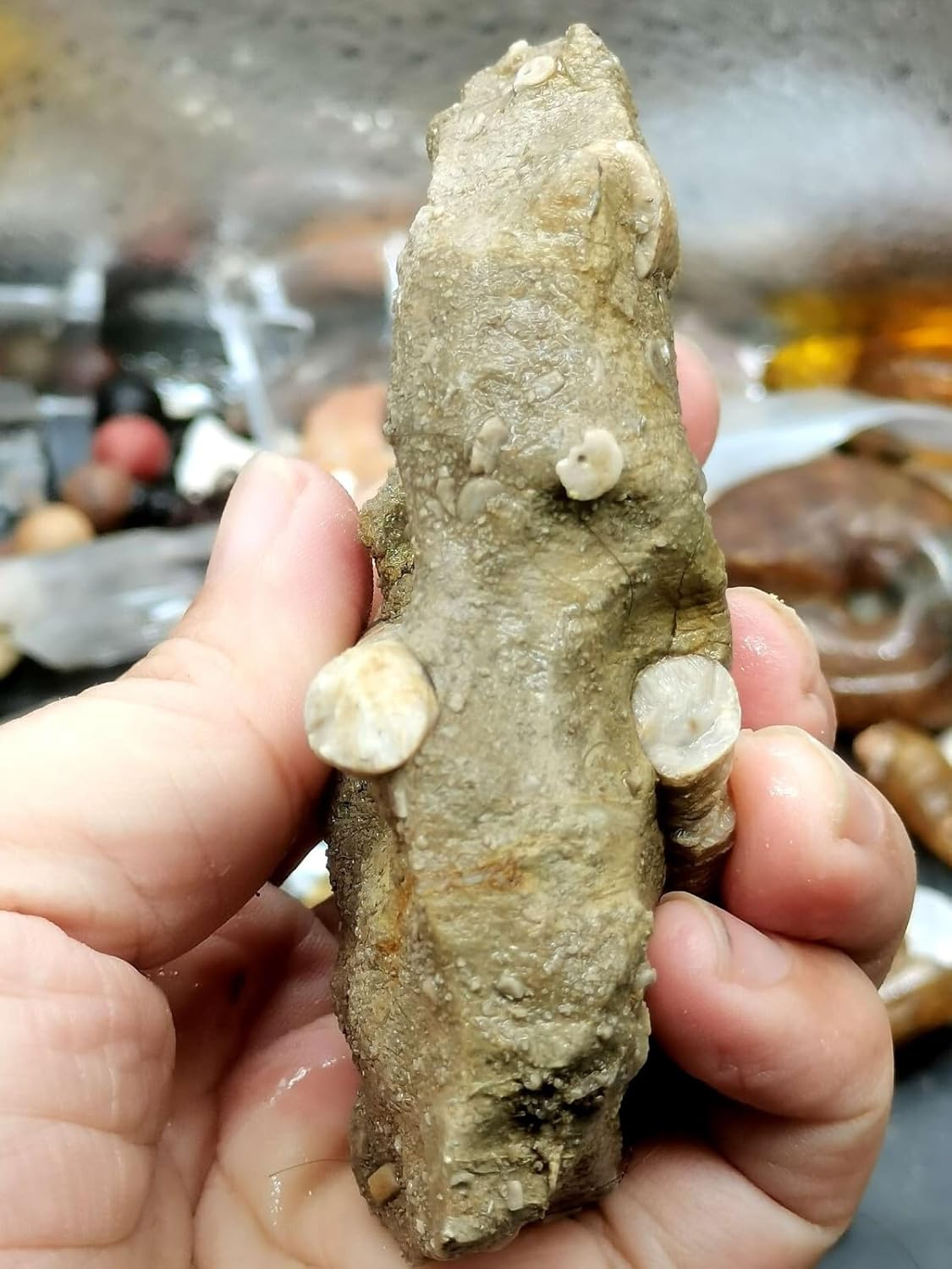 Natural YunNan Prehistoric Jurassic Devonian biota Crinoid stem Fossil