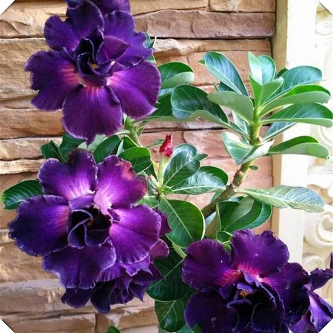 簡単な植え付け 生きている緑の植物 絶妙な切り花 庭の装飾 植える