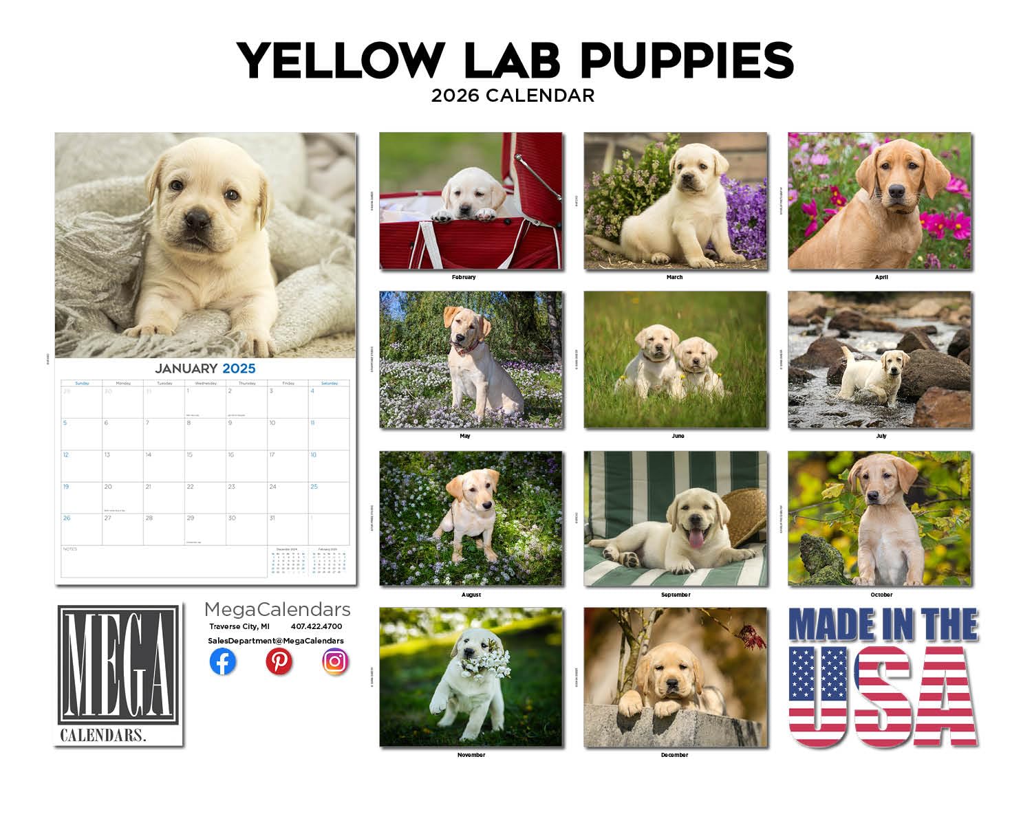 Calendario 2024 2025 de cachorros de labrador amarillo, calendario mensual de pared de raza de perro, 12 x 18 pulgadas, abierto, papel grueso que no se corre, regalo, planificador académico para