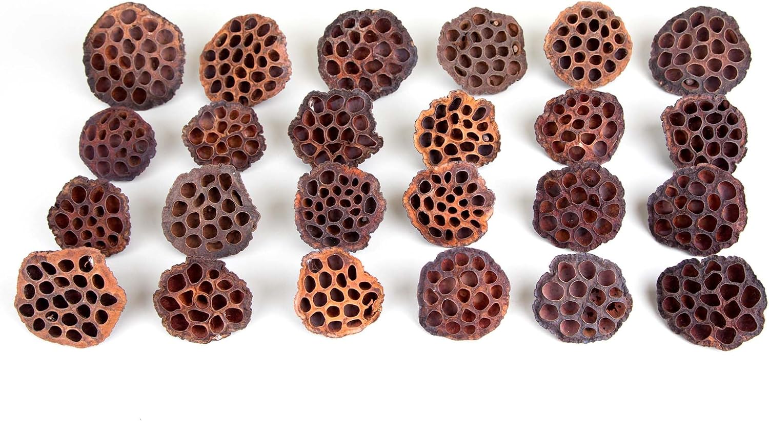 Dried Lotus Pods Pack of 25 Pods for Floral Arrangement and Home Decor,Natural Seed Heads for Vase Fillers, Dried Flower Centerpieces
