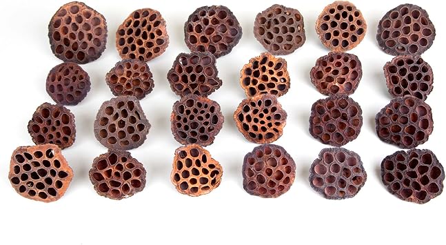 Dried Lotus Pods Pack of 25 Pods for Floral Arrangement and Home Decor,Natural Seed Heads for Vase Fillers, Dried Flower Centerpieces
