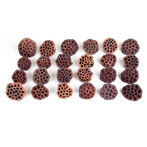 Dried Lotus Pods Pack of 25 Pods for Floral Arrangement