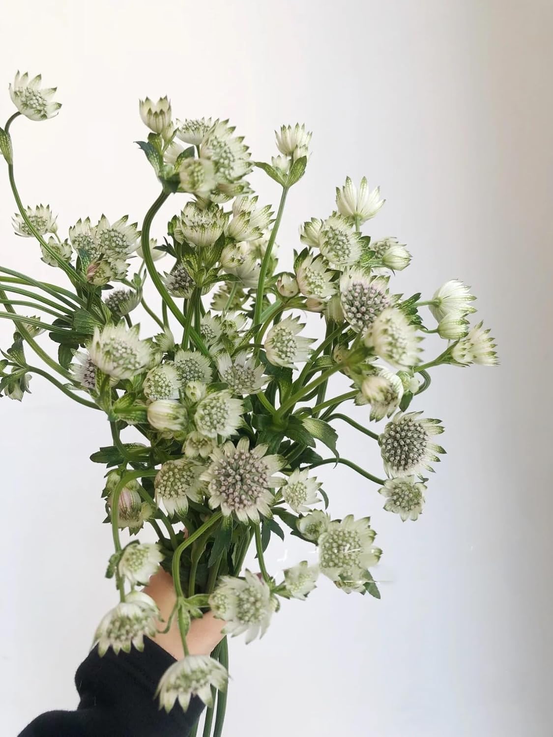 19 White Astrantia major Flowers Hydroponic Fresh Cut Flower Arrangements for Home Decor Birthday Anniversary Healing Sympathy Friendship and Love Gifts