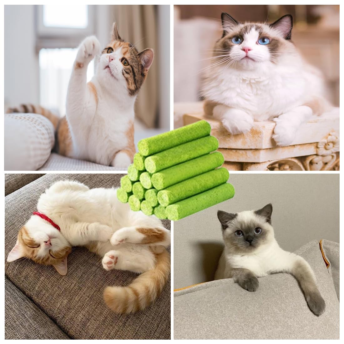 10 Pcs Collations pour Chats Herbe à Chat 50g Snack pour Chat Lyophilisé pour Le Nettoyage des Dents