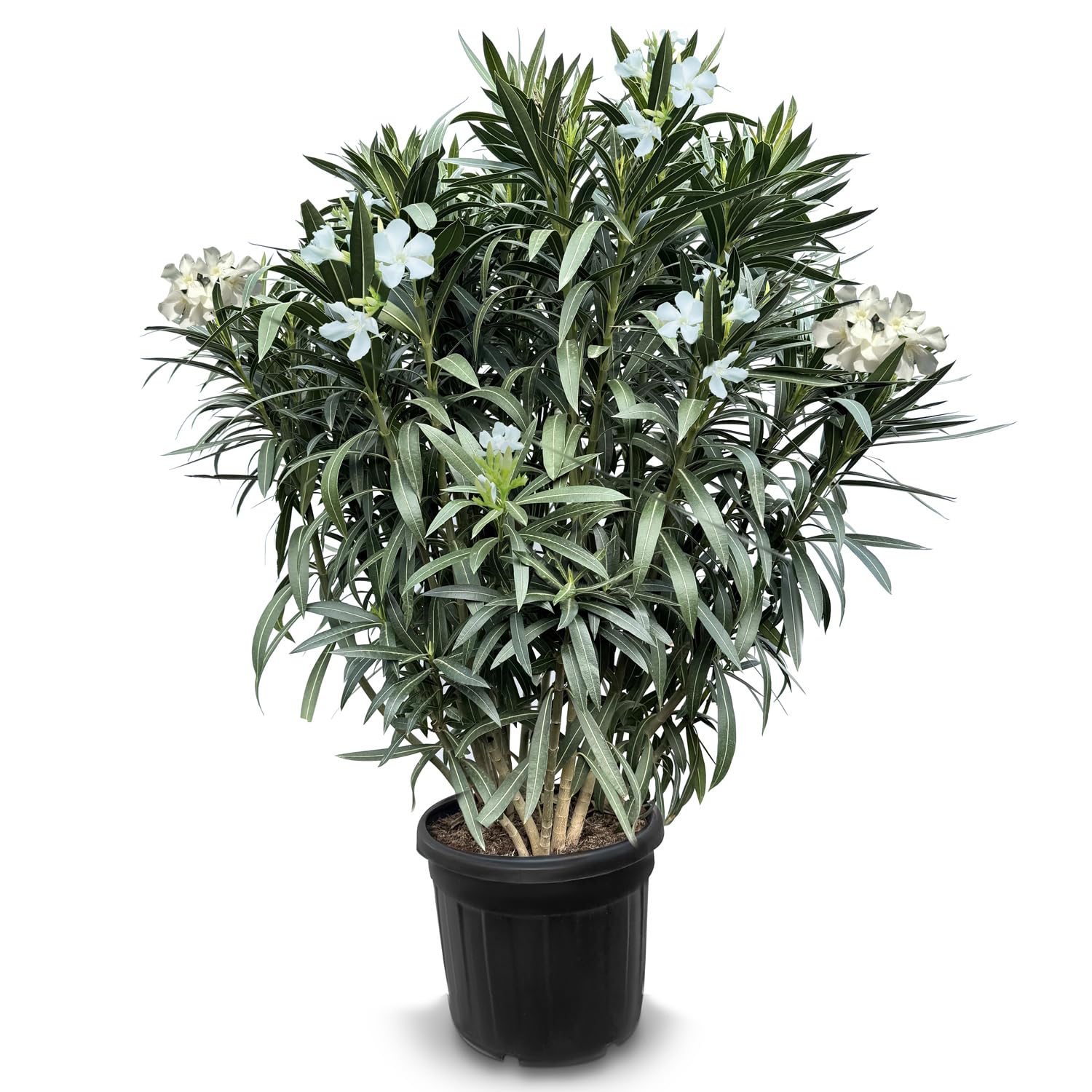 Sunny Tree - Roślina – oleander – Nerium Oleander – kolor biały – wysokość 140-160 cm – roślina do użytku na zewnątrz – zimozielona zimą – roślina śródziemnomorska