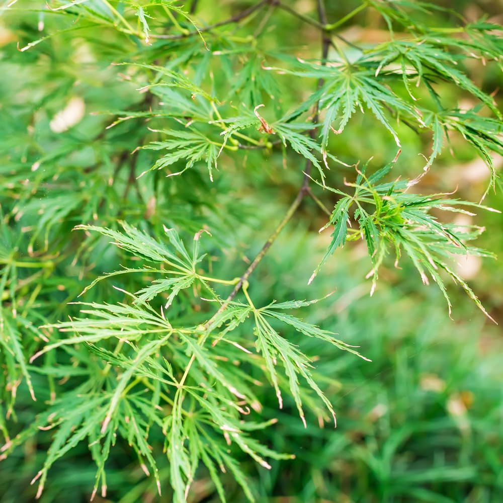 YouGarden Acer palmatum Dissectum 'Emerald Lace', Established Japanese Maple in 1.5L Pot, Ready to Plant — image 1