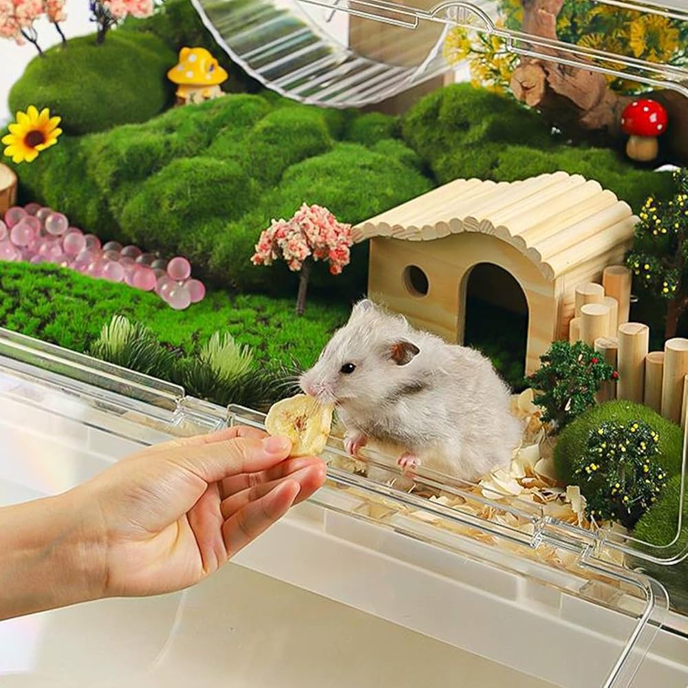Hamster Cages Healthy Foods For Hamsters Dwarf Hamster Cage What