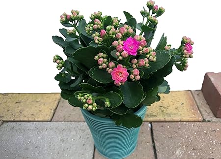 Amazon Co Jp 長く楽しめる 八重咲カランコエ 4号鉢カバーつき 色おまかせ 1個 たくさん花が咲く ベテラン契約生産者さんが心を込めて育てた 花苗 おまかせ 園芸 ガーデニング 寄せ植え 鉢花 鉢植え 苗木 花苗 誕生日 記念日 プレゼント 贈り物 八重咲カランコエ 1