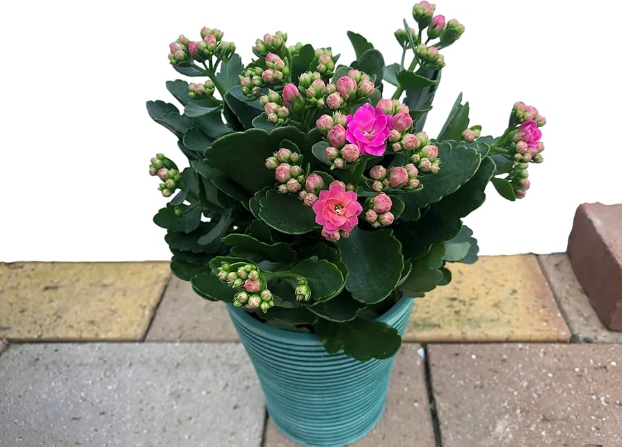 Amazon.co.jp: 長く楽しめる【八重咲カランコエ 4号鉢カバーつき 色