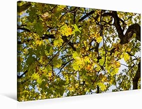 Calvendo Lienzo de 75 x 50 cm, Formato Horizontal Oktober: el otoño envía su Color Dorado a través de Las Hojas Amarillas. Imagen de Pared, Imagen HD de Ingo Gerlach GDT Natural, Natural.