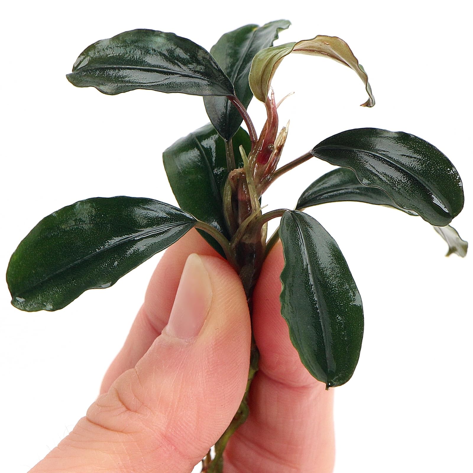 K2AQUA Bucephalandra Theia Live Aquarium Plant Rare Epiphyte Compact Low Light Easy Care Foreground Midground Freshwater Tropical Tank