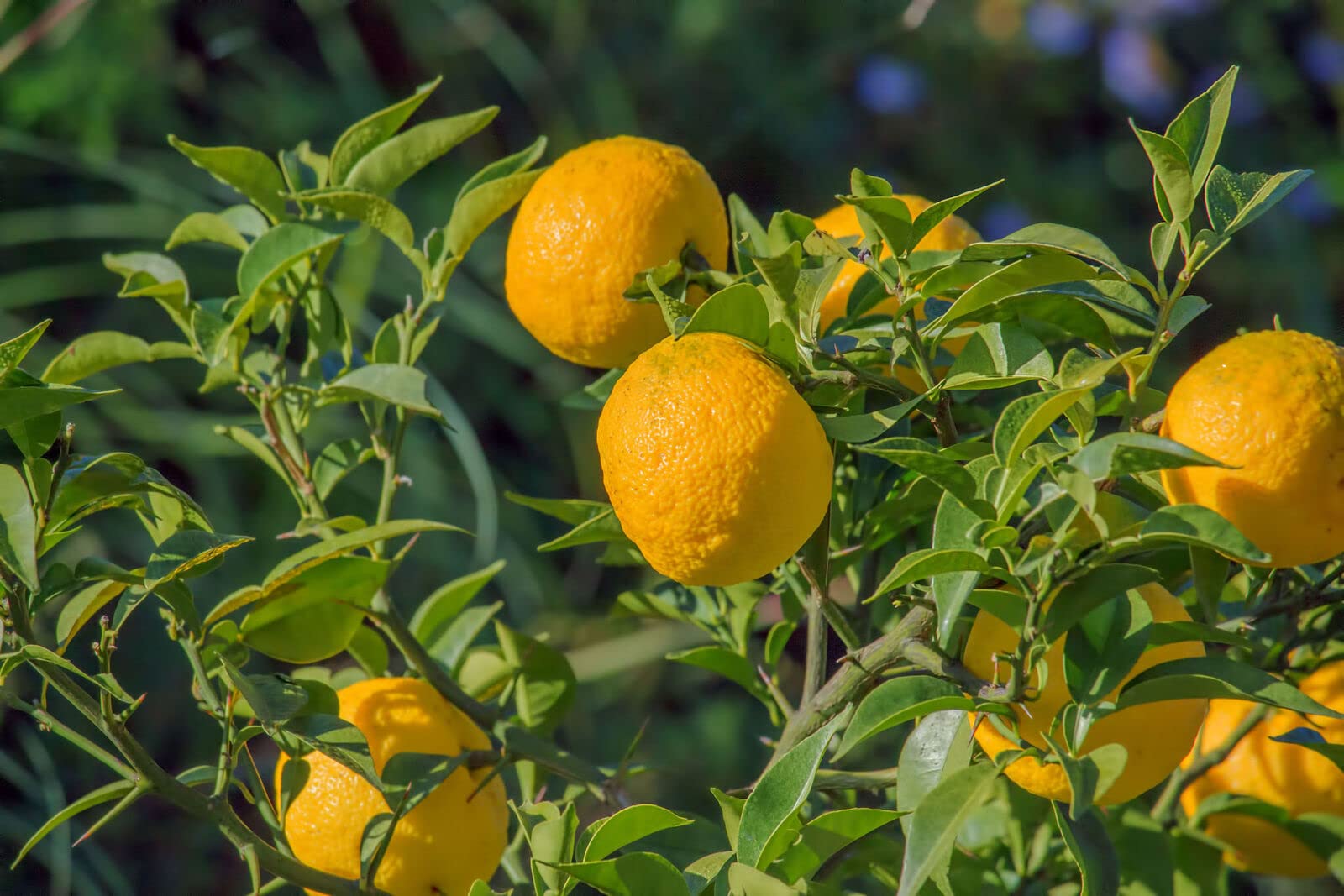 Yuzu “citrus junos”, Pianta in Vaso ø18 cm, Pianta di limone giapponese, Vivaio di Castelletto
