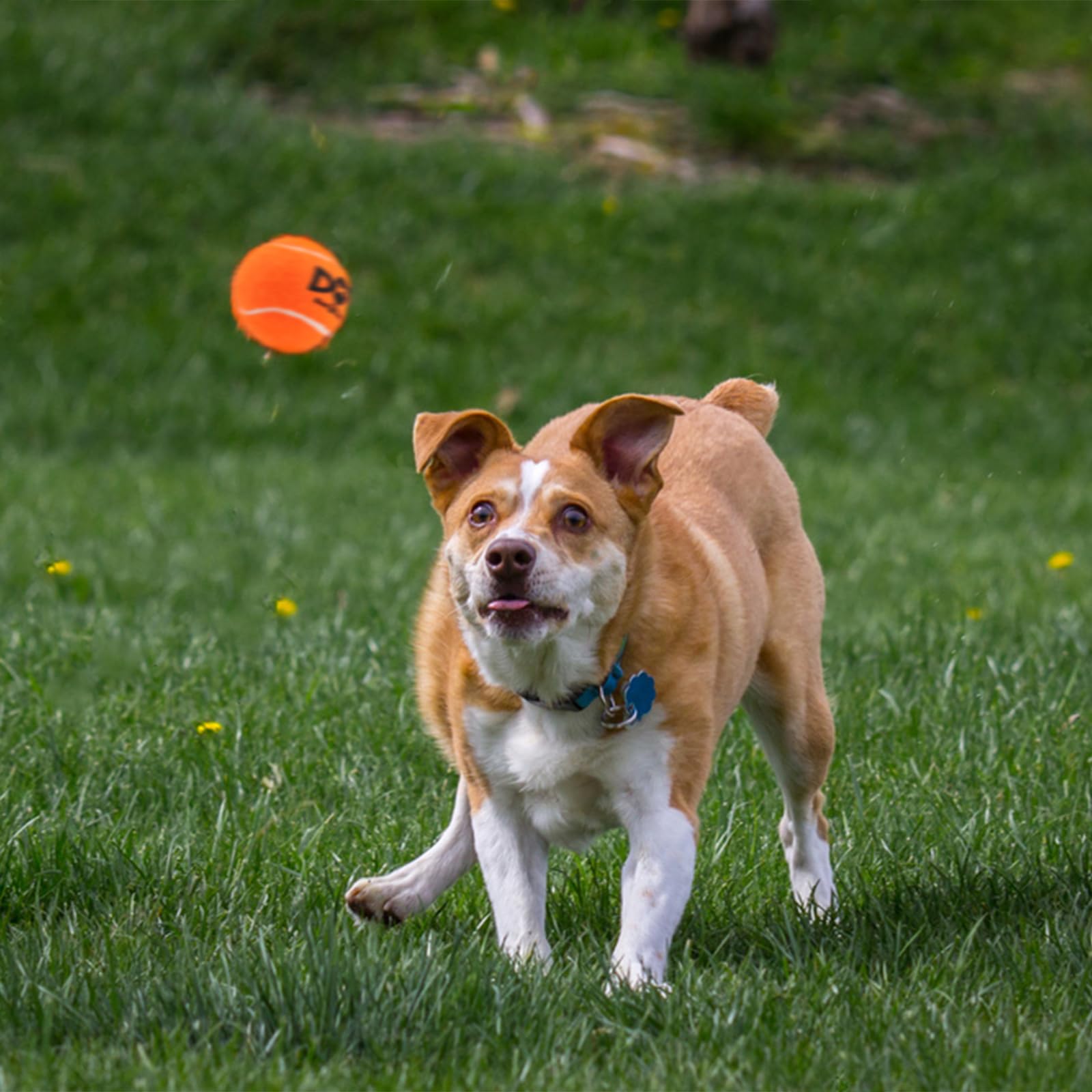 Insum Quietschende Tennisbälle Für Hunde – 12 Stück, Bunt, Mit SGS-Siegel (6,3 Cm)