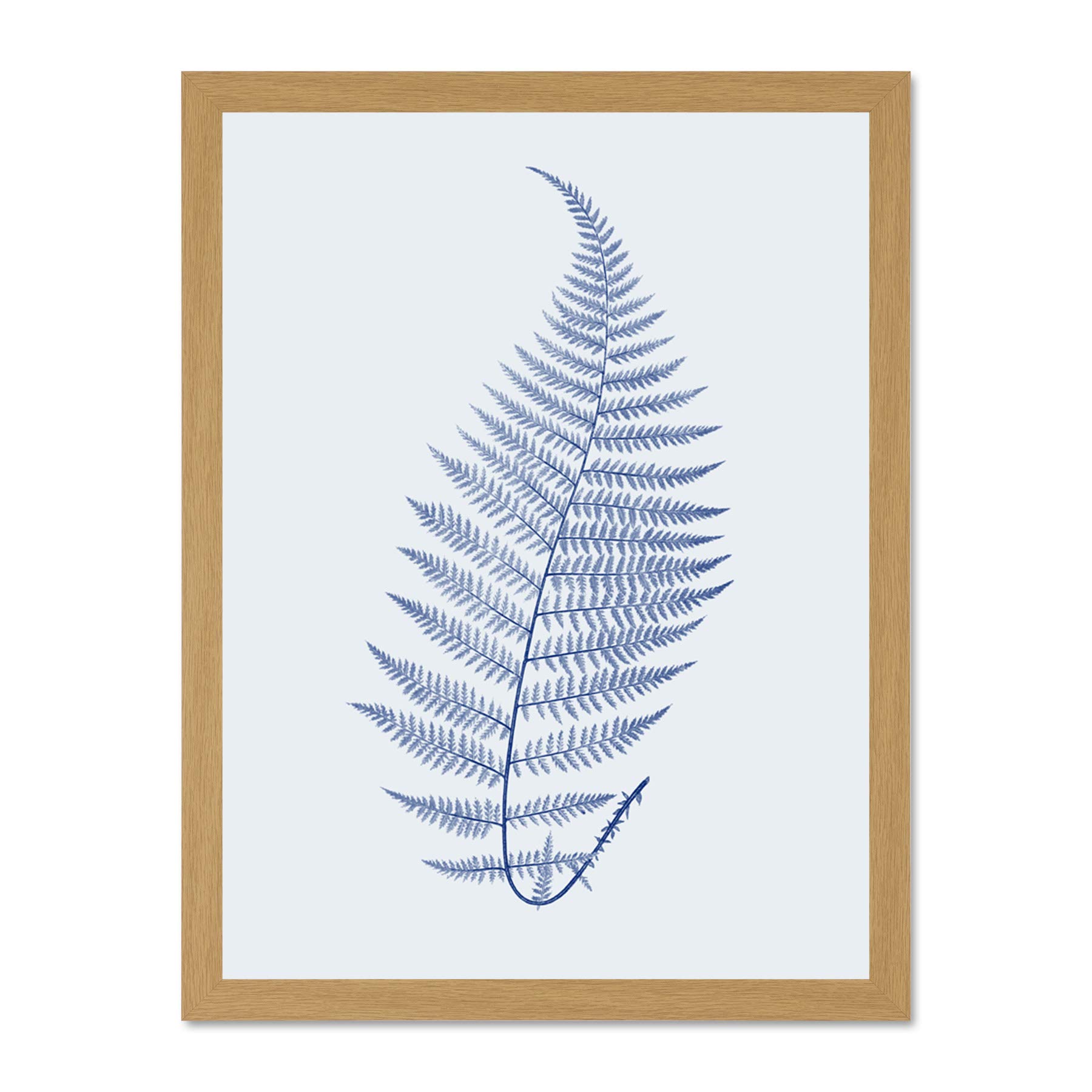 Wee Blue Coo Botanics Cobalt Fern Alpestre Large Light Oak Framed Art Print Wall Poster 18x24 inch