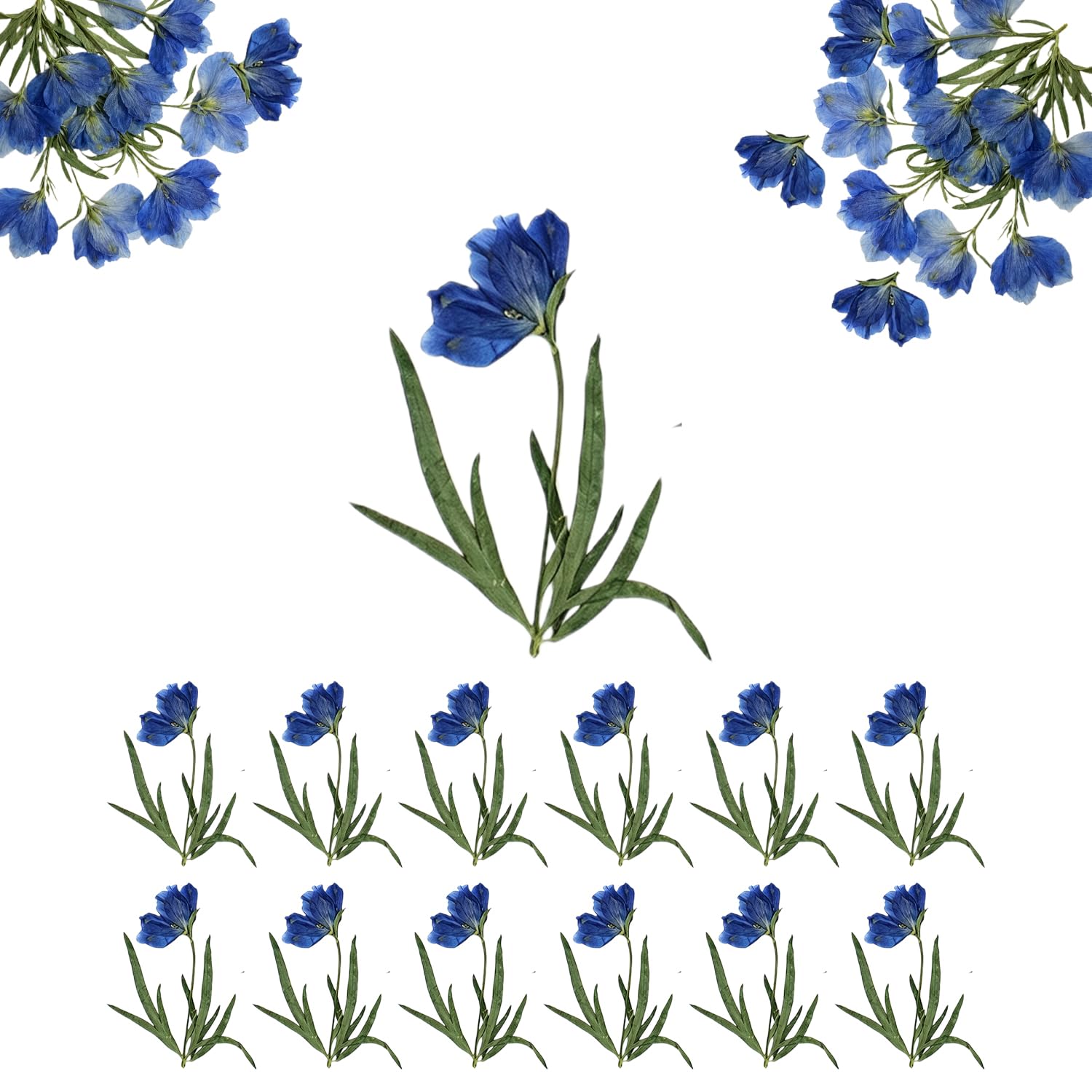 ACKKOR 12 PCS Natural Dried Flowers for Crafts, 4cm Diameter 10cm with Stem Don't Forget Me Dried Real Pressed Flowers for Resin Scrapbooking DIY Art Jewellery Card Candle Soap Crafts (Blue)