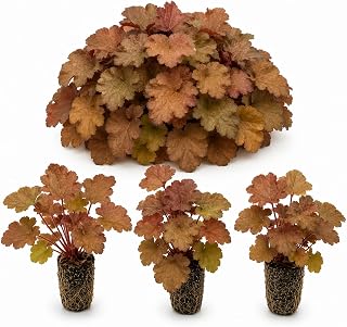 Heuchera Caramel 3 Pack