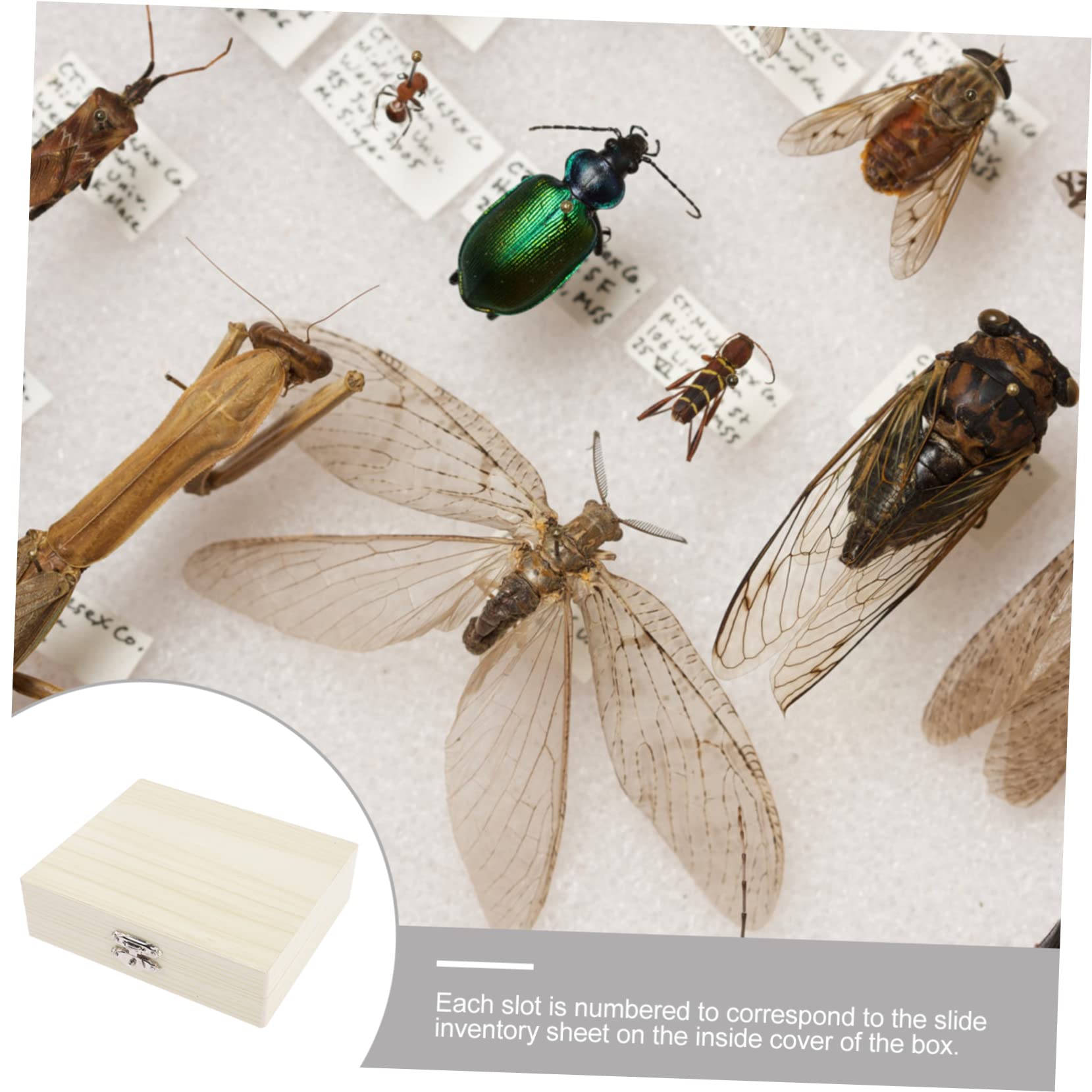 PRETYZOOM 3Er-Packung Biologische Slice-Box Exemplare vorbereitet gleiten Scheibe Lagerung klein Mikroskop -Schleifbehälter Halter für Mikroskop-Objektträger Holz Beige