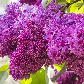 Lila noble 'Charles Joly' – Syringa vulgaris 'Charles Joly' 40-60 C -