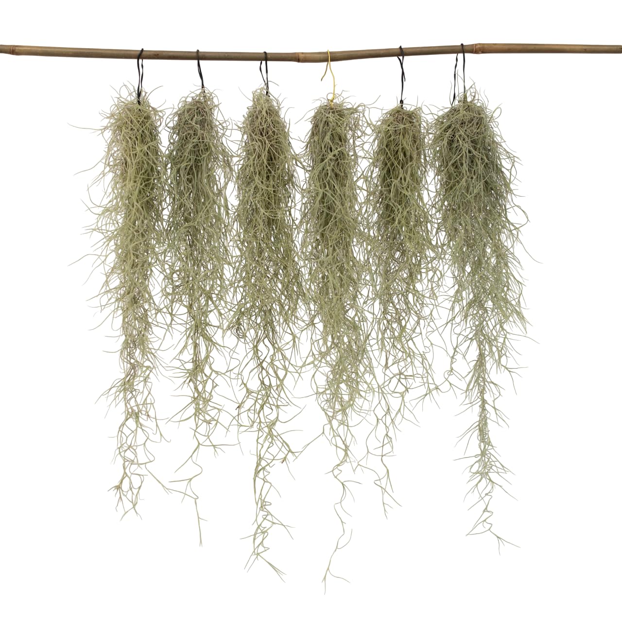Tillandsia Usneoides de qualité supérieure Barbe de Saint-Antoine