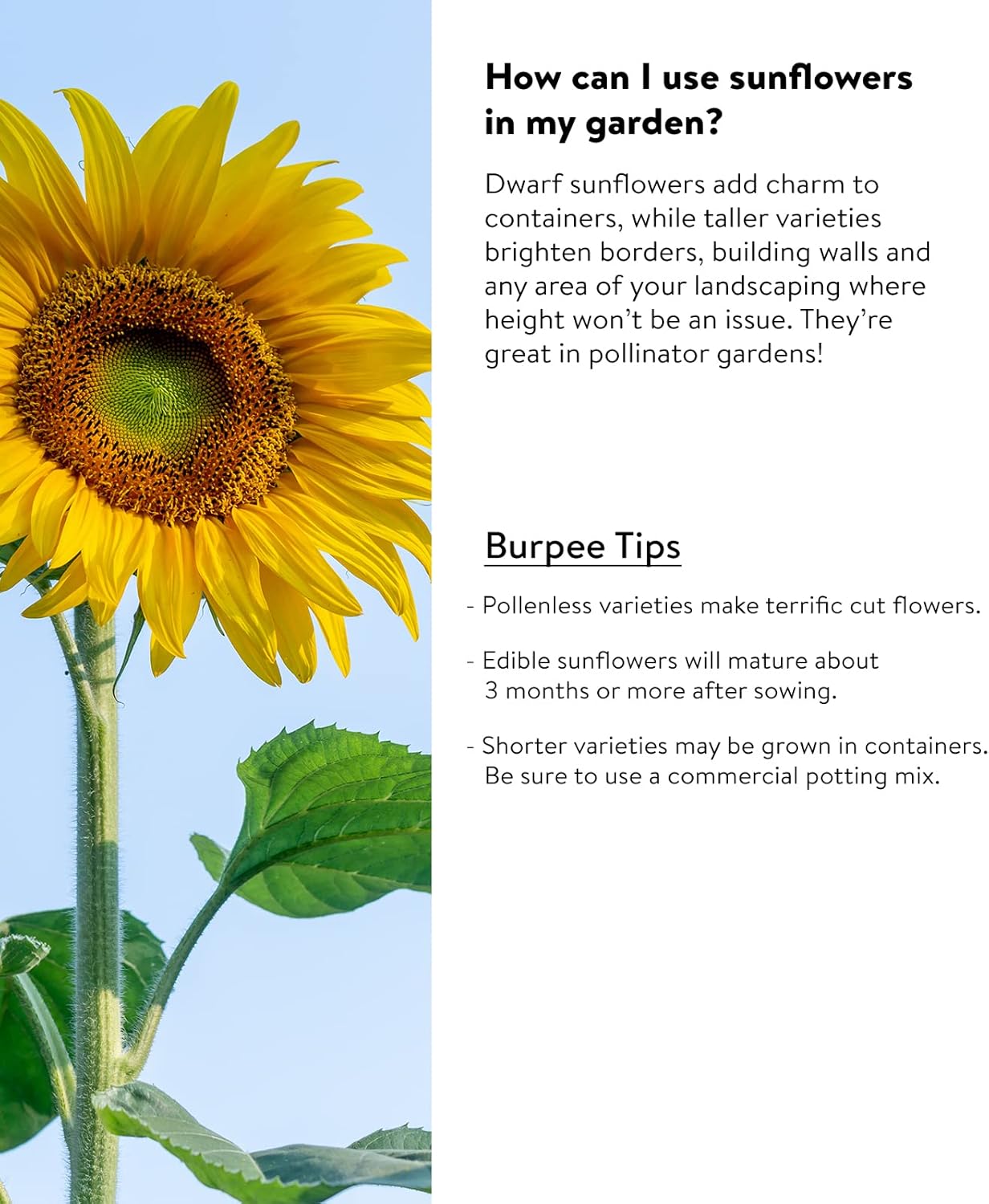 Burpee Kong Hybrid Sunflower Seeds 25 seeds : Everything Else