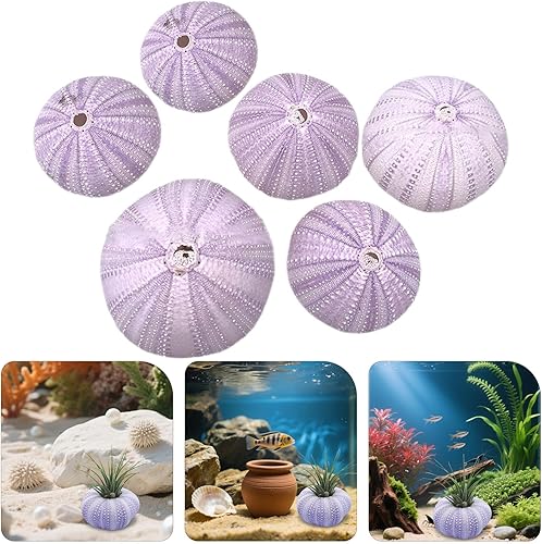 Miniatura 9 de 6 piezas mini de erizo de mar, soporte decorativo para plantas de aire para plantas de aire para plantas de aire, contenedor de exhibición de