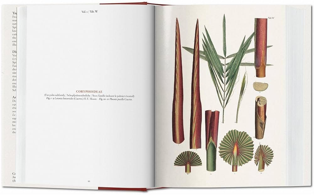 【入手困難！美品】THE BOOK OF PALMS The Book of Palms - 40th Edt.