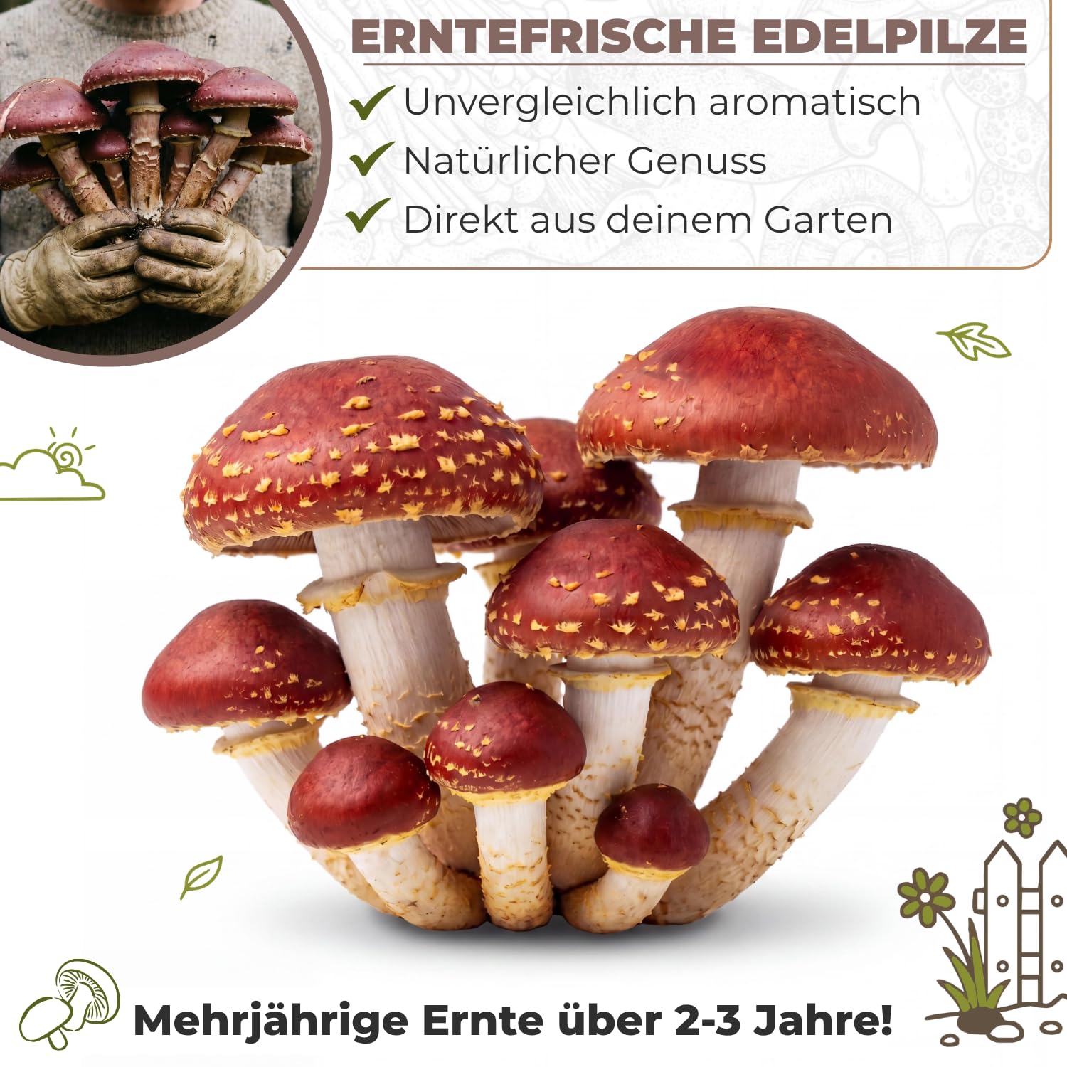 Hawlik Pilzbrut - Braunkappe Pilzbeet-Set für den Garten - In 30 Minuten angelegt - Mehrjährig frische Pilze ernten - Kinderleicht Pilze züchten Set - Verwandle ungenutzten Gartenboden in Speisepilze