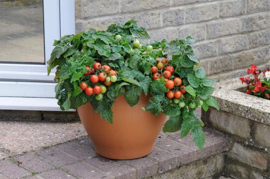 Seeds Indoor Tomato Dwarf in Pot Red Early Heirloom Vegetable for Planting Non GMO : Patio, Lawn & Garden