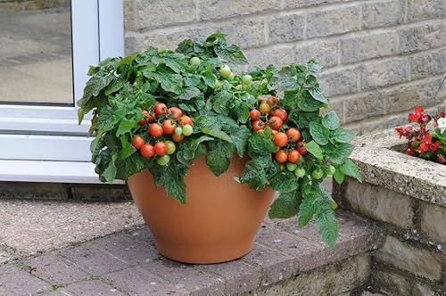 KIRA SEEDS - Tomate rojo de interior - Planta durante todo el año - Vegetales tradicionales - Sin OMG