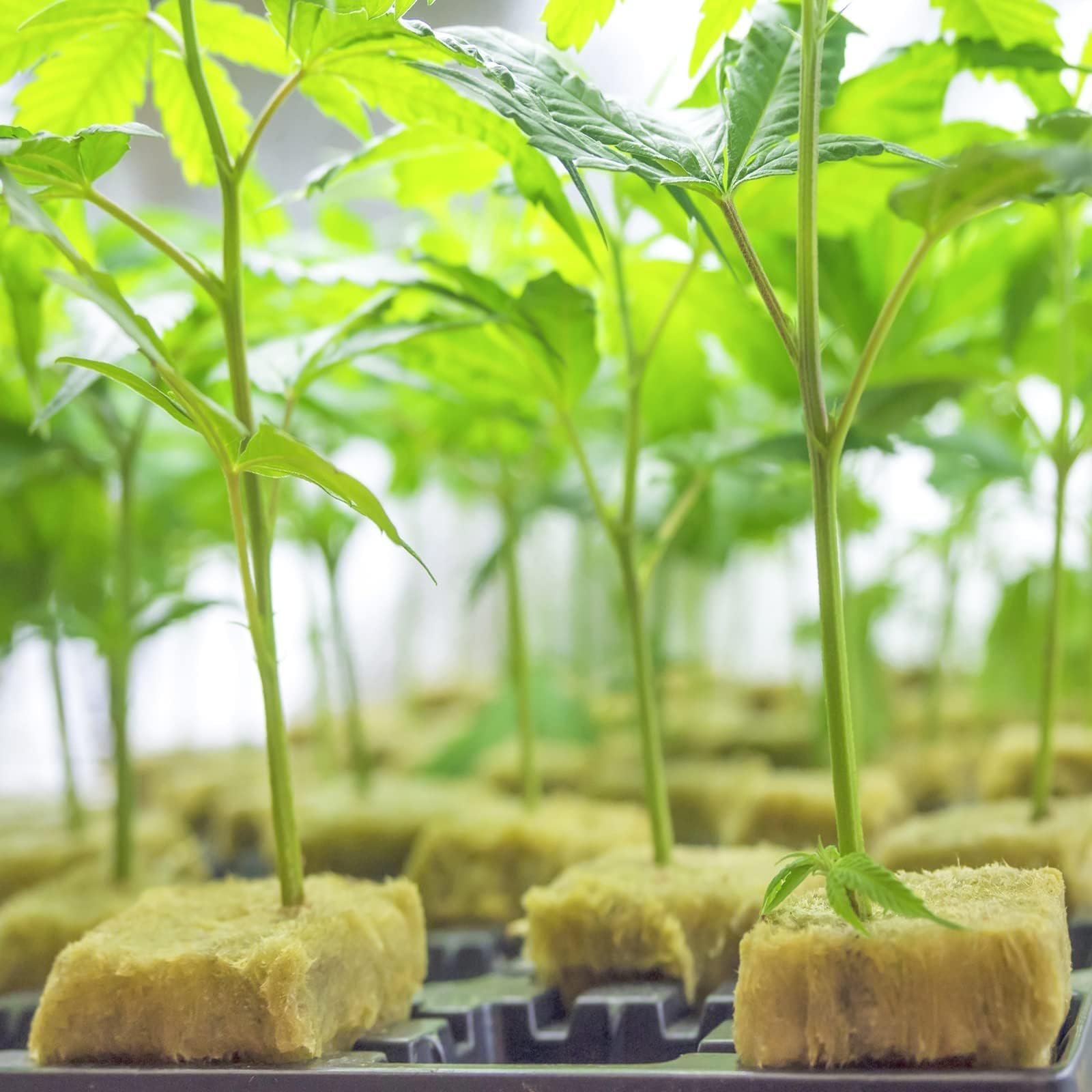 Halatool 98 Stück Steinwolle Anzucht 4x4x4cm Steinwolle Würfel, Rockwool Cube für hydroponic anzucht,Bodenlose Anzucht Setzlinge Stecklinge Klonpflanzen,erdlose Kultivierung, Klonpflanzen, Keimung