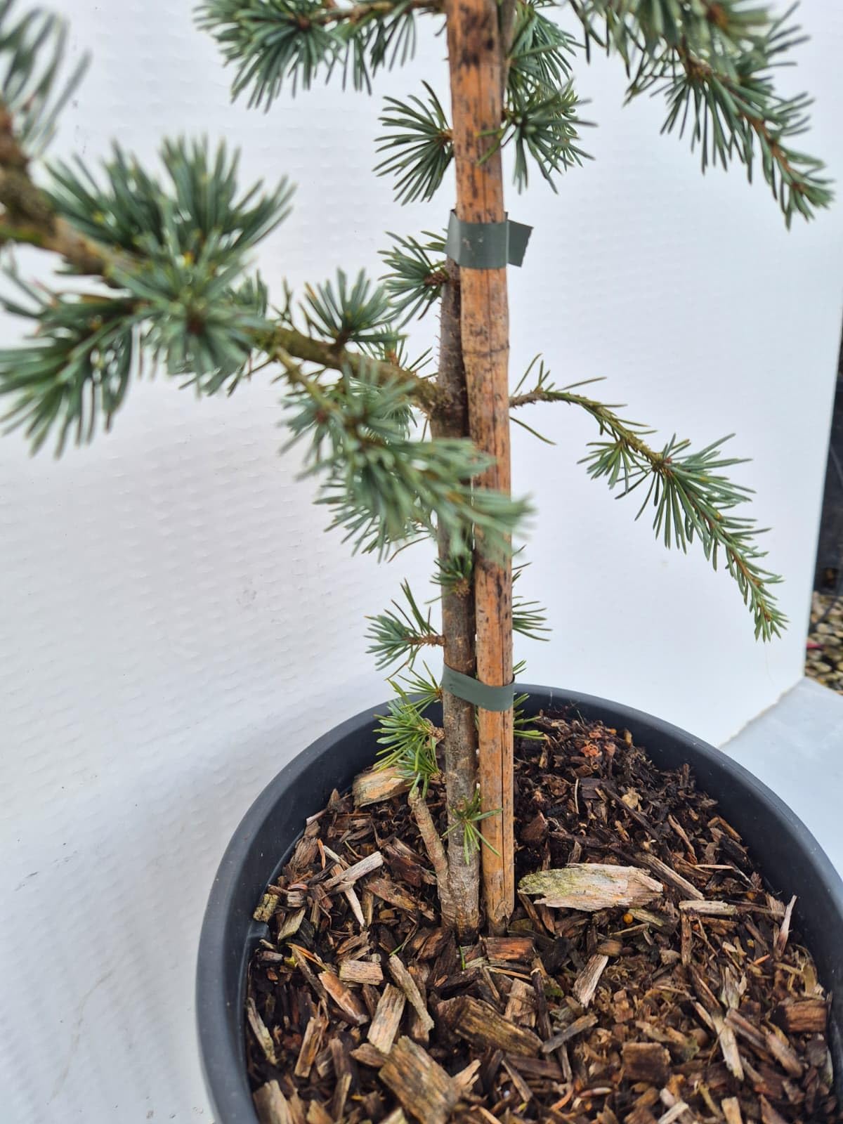 Cedro Atlantica Glauca Pendula – Cedro Azzurro Ricadente | Albero Ornamentale Elegante e Scultoreo – Vaso 22 cm - Vivai Giulian Giovani Piante