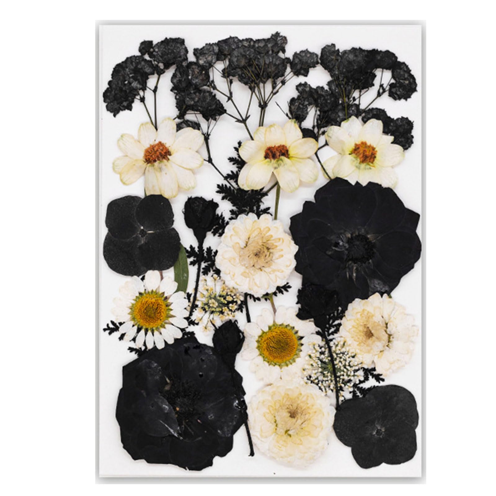 Carotoe Section B Black Embossed Book Reading Features Real Specimens Dry Flower For Nature Lover And Book Enthusiasts Real Reading
