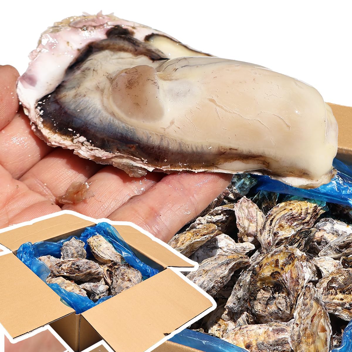 VIVID LIFE 牡蠣 生食用 冷凍 殻付き 生牡蠣 冷凍かき 牡蠣小屋の牡 牡蛎 カキ 宮城県 三陸 海鮮 刺身 産地直送